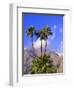 Palm Trees with San Jacinto Peak in Background, Palm Springs, California, USA-DeFreitas Michael-Framed Photographic Print