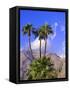 Palm Trees with San Jacinto Peak in Background, Palm Springs, California, USA-DeFreitas Michael-Framed Stretched Canvas