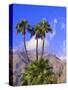 Palm Trees with San Jacinto Peak in Background, Palm Springs, California, USA-DeFreitas Michael-Stretched Canvas