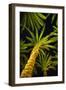 Palm Trees-null-Framed Photographic Print