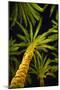 Palm Trees-null-Mounted Photographic Print