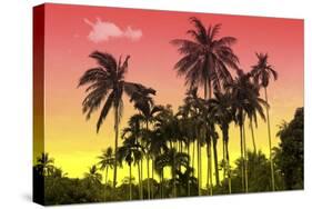 Palm Trees-Mark Ashkenazi-Stretched Canvas