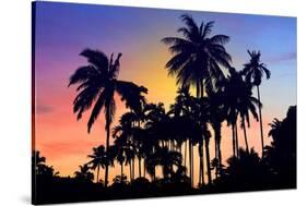 Palm Trees-Mark Ashkenazi-Stretched Canvas