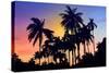 Palm Trees-Mark Ashkenazi-Stretched Canvas