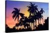 Palm Trees-Mark Ashkenazi-Stretched Canvas