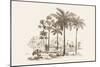 Palm Trees-Baron De Montalemert-Mounted Art Print