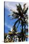 Palm Tress and Blue Sky-Raul Rosa-Stretched Canvas