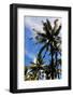 Palm Tress and Blue Sky-Raul Rosa-Framed Photographic Print