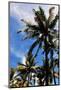 Palm Tress and Blue Sky-Raul Rosa-Mounted Photographic Print