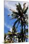 Palm Tress and Blue Sky-Raul Rosa-Mounted Photographic Print