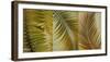 Palm Trio I-null-Framed Art Print