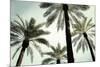 Palm Two-West-Mounted Giclee Print