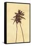 Palm Vista I-Thea Schrack-Framed Stretched Canvas