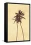 Palm Vista I-Thea Schrack-Framed Stretched Canvas