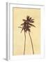 Palm Vista I-Thea Schrack-Framed Giclee Print