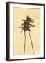 Palm Vista I-Thea Schrack-Framed Giclee Print