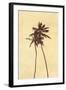 Palm Vista I-Thea Schrack-Framed Giclee Print