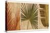 Palm Vista II-John Seba-Stretched Canvas