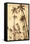 Palm Vista V-Thea Schrack-Framed Stretched Canvas