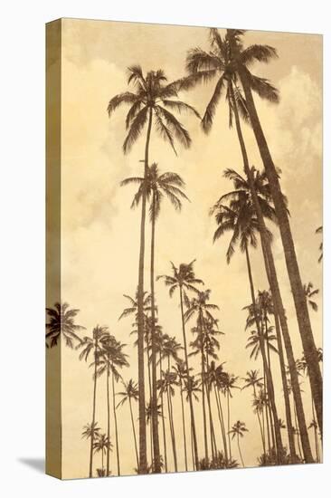 Palm Vista V-Thea Schrack-Stretched Canvas