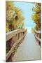 Palm Walkway II-Susan Bryant-Mounted Art Print