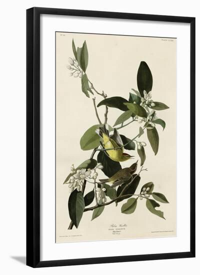 Palm Warbler-null-Framed Giclee Print