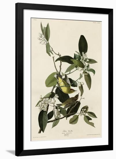 Palm Warbler-null-Framed Giclee Print