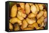 Palm Weevil Grubs. Pompeya Market. Amazon Rainforest, Ecuador-Pete Oxford-Framed Stretched Canvas