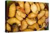 Palm Weevil Grubs. Pompeya Market. Amazon Rainforest, Ecuador-Pete Oxford-Stretched Canvas