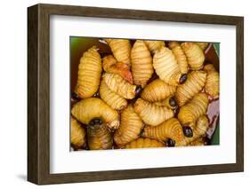 Palm Weevil Grubs. Pompeya Market. Amazon Rainforest, Ecuador-Pete Oxford-Framed Photographic Print