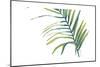 Palm Wonderful V-June Vess-Mounted Art Print