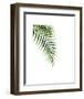 Palm-Ann Solo-Framed Art Print