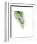 Palm-Ann Solo-Framed Art Print