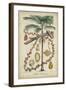 Palma Exotica II-Vision Studio-Framed Art Print