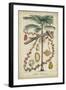 Palma Exotica II-Vision Studio-Framed Art Print