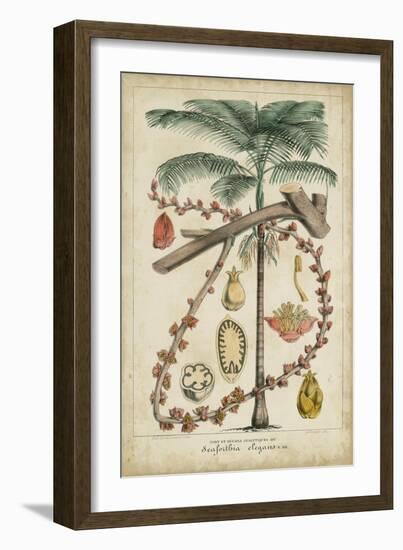 Palma Exotica II-Vision Studio-Framed Art Print