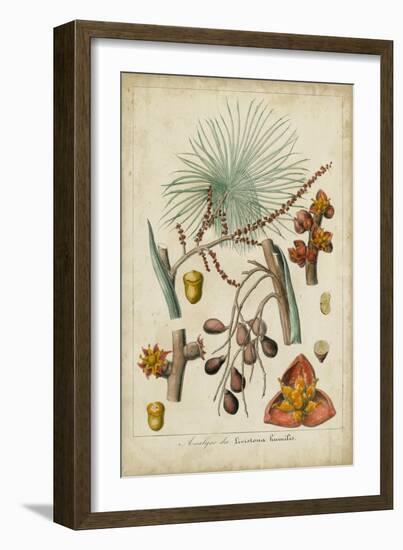 Palma Exotica III-Vision Studio-Framed Art Print