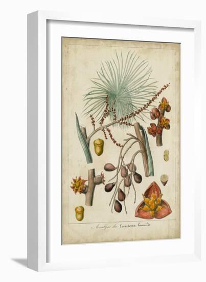 Palma Exotica III-Vision Studio-Framed Art Print