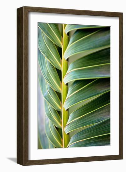 Palma I-Susan Bryant-Framed Photographic Print