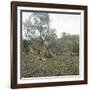 Palma (Island of Majorca, Balearics, Spain), Old Olive Trees, Circa 1895-Leon, Levy et Fils-Framed Photographic Print