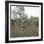 Palma (Island of Majorca, Balearics, Spain), Old Olive Trees, Circa 1895-Leon, Levy et Fils-Framed Photographic Print