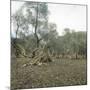 Palma (Island of Majorca, Balearics, Spain), Old Olive Trees, Circa 1895-Leon, Levy et Fils-Mounted Photographic Print