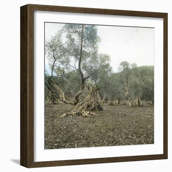 Palma (Island of Majorca, Balearics, Spain), Old Olive Trees, Circa 1895-Leon, Levy et Fils-Framed Photographic Print