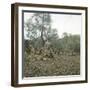 Palma (Island of Majorca, Balearics, Spain), Old Olive Trees, Circa 1895-Leon, Levy et Fils-Framed Photographic Print