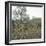 Palma (Island of Majorca, Balearics, Spain), Old Olive Trees, Circa 1895-Leon, Levy et Fils-Framed Photographic Print