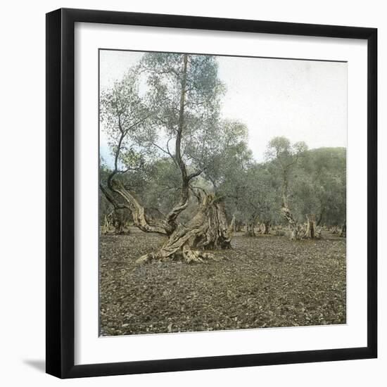 Palma (Island of Majorca, Balearics, Spain), Old Olive Trees, Circa 1895-Leon, Levy et Fils-Framed Photographic Print