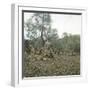 Palma (Island of Majorca, Balearics, Spain), Old Olive Trees, Circa 1895-Leon, Levy et Fils-Framed Photographic Print