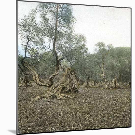 Palma (Island of Majorca, Balearics, Spain), Old Olive Trees, Circa 1895-Leon, Levy et Fils-Mounted Photographic Print