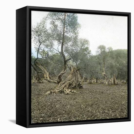 Palma (Island of Majorca, Balearics, Spain), Old Olive Trees, Circa 1895-Leon, Levy et Fils-Framed Stretched Canvas