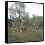 Palma (Island of Majorca, Balearics, Spain), Old Olive Trees, Circa 1895-Leon, Levy et Fils-Framed Stretched Canvas